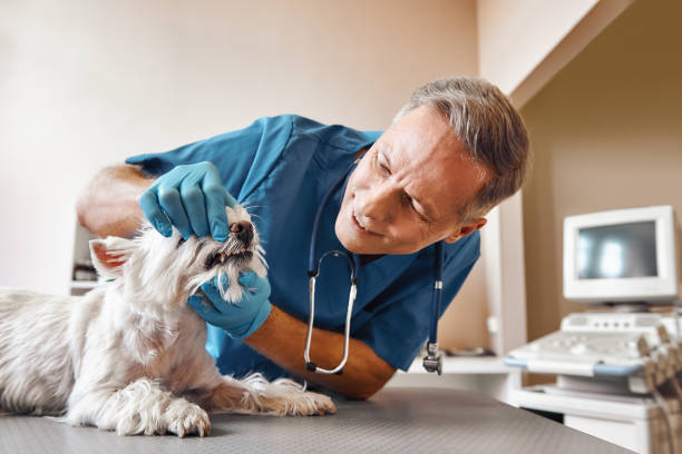 Best Walk-In Emergency Dental Services in Blaine, MN
